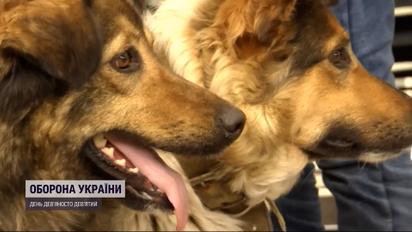 Два пси осиротіли через російського снайпера та двічі стали переселенцями – історія собачого життя