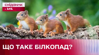 Білкопад в Україні! Чому білченята масово падають з дерев та як допомогти тваринам?