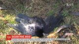 Екологічне лихо на Запоріжжі: у лісосмузі знайшли кількасот мертвих птахів