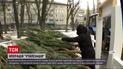 Вторая жизнь для елок: где найти пункты утилизации