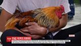 У затяжній справі щодо кукурікання півня французький суд поставив крапку на користь птаха