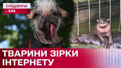 Хвостатые звезды! Самые популярные животные интернета!