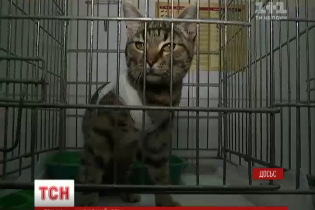 У Києві судять шкуродера, який знущався з кішки