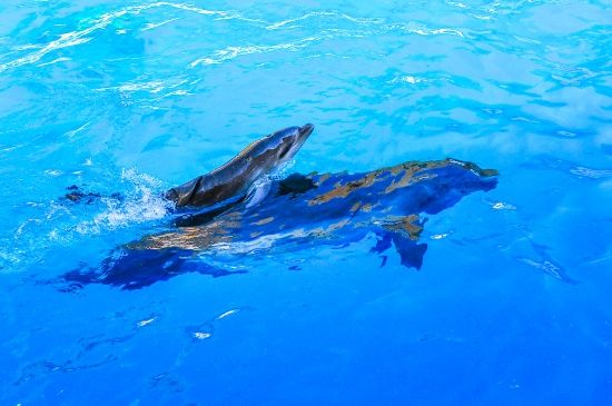 В окупованому Криму загинули українські бойові дельфіни - постпред президента