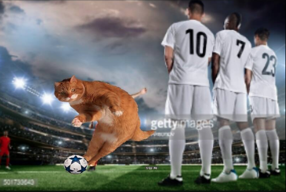 Котіньо_6