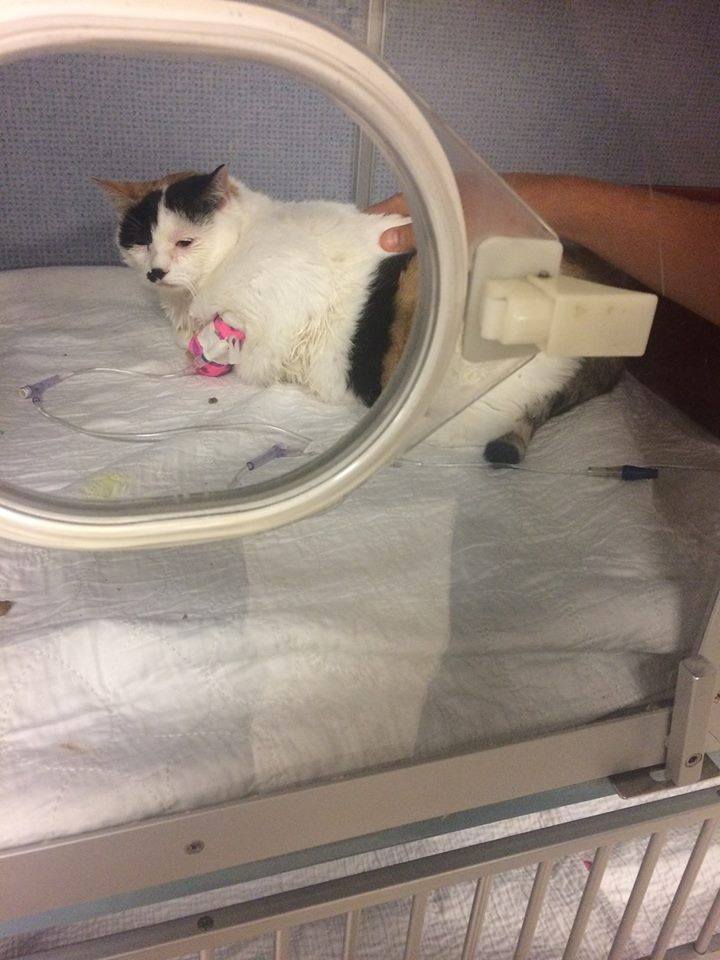 Врятований котик Клео