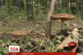 У Сумах ціла родина отруїлась грибами
