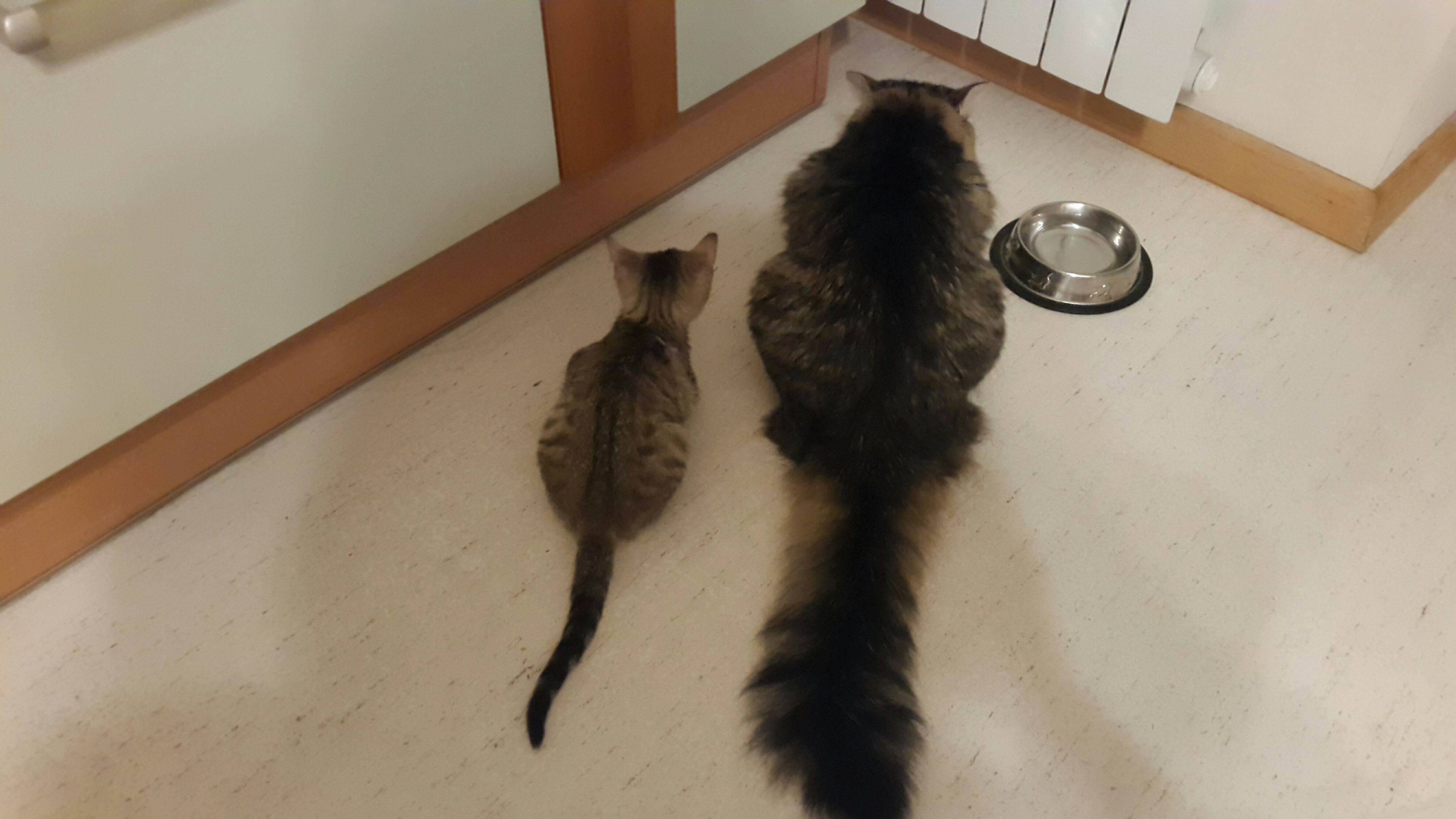 Коти Алли Мазур_1