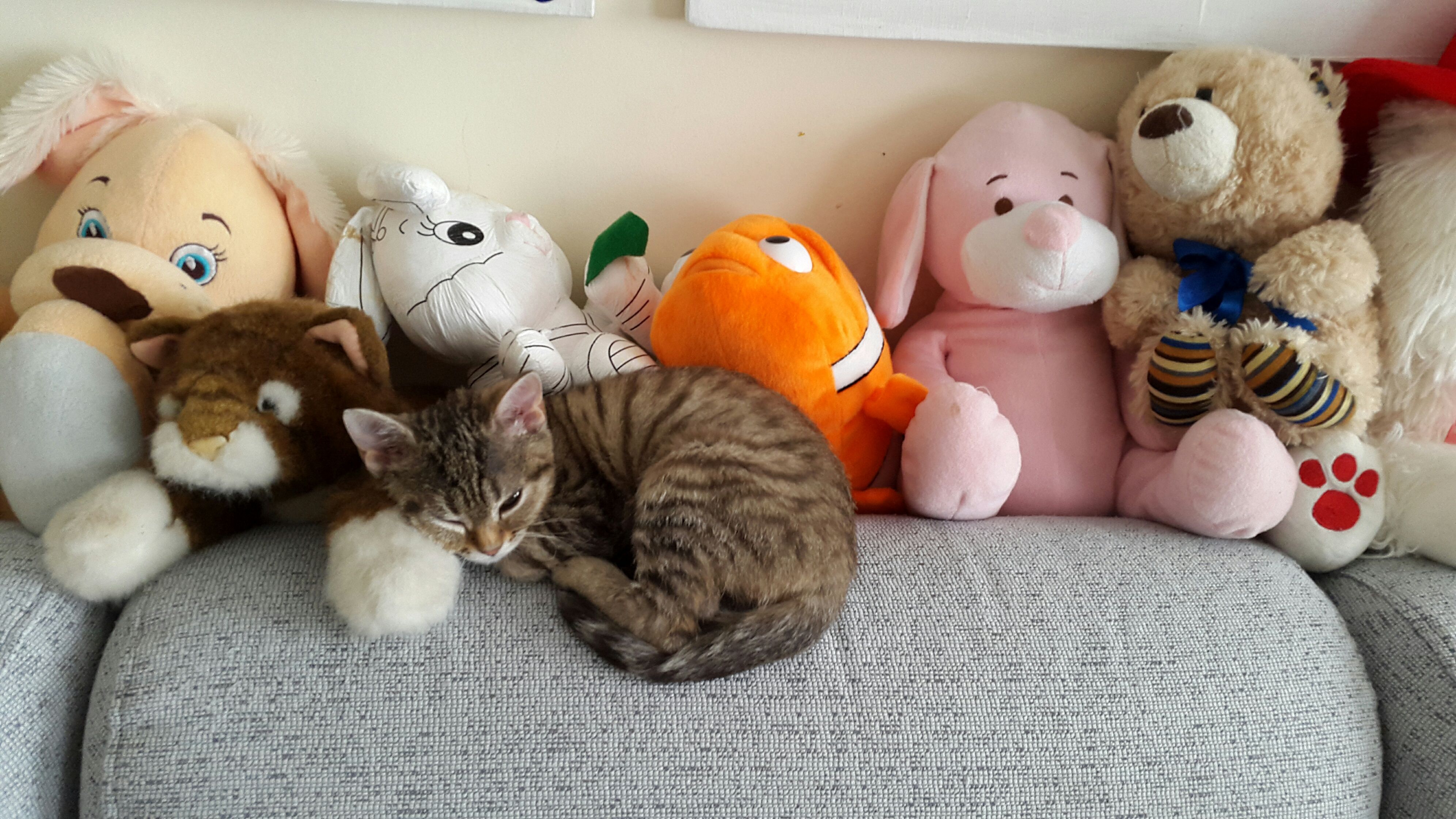 Коти Алли Мазур_3