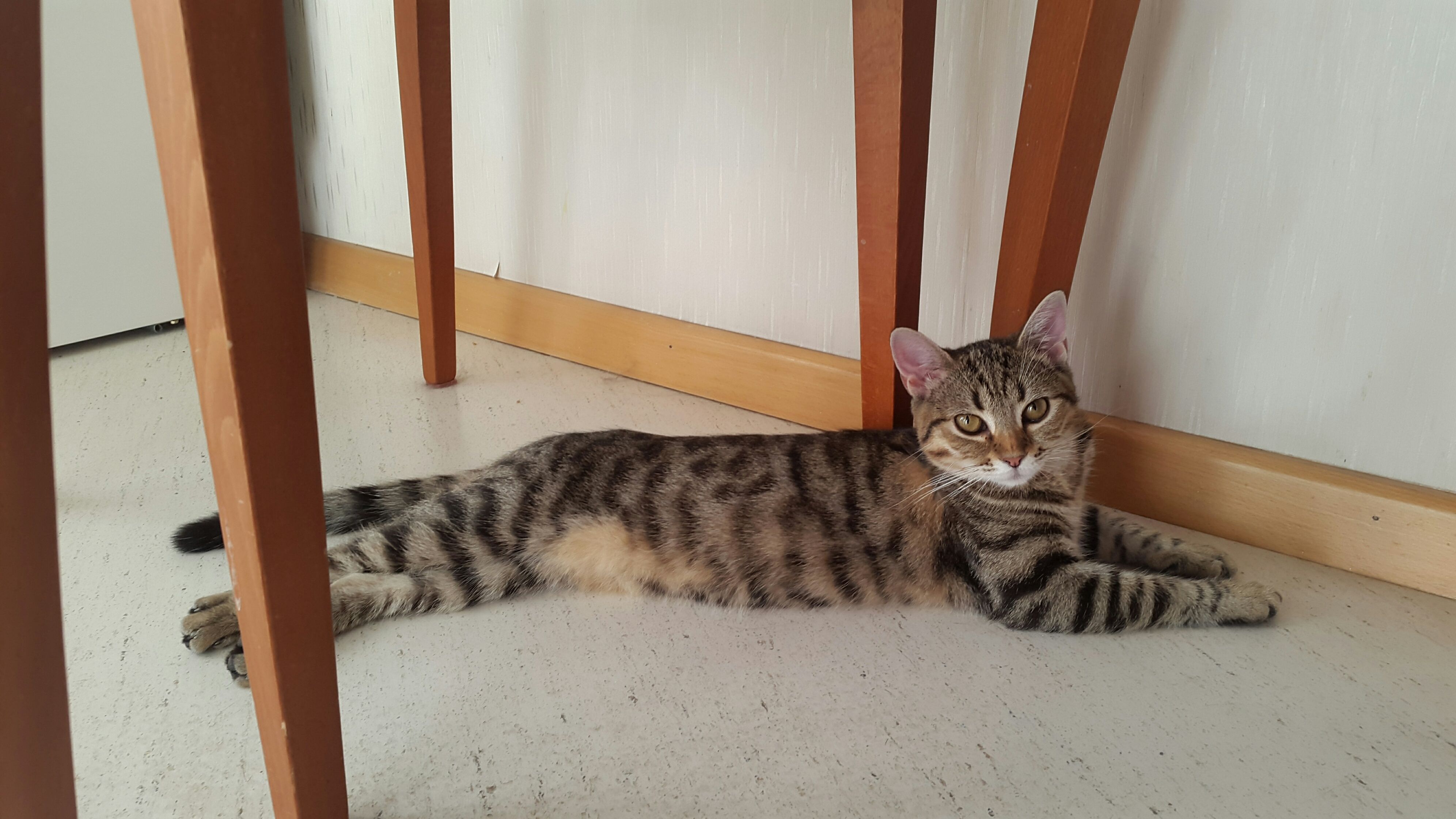 Коти Алли Мазур_4