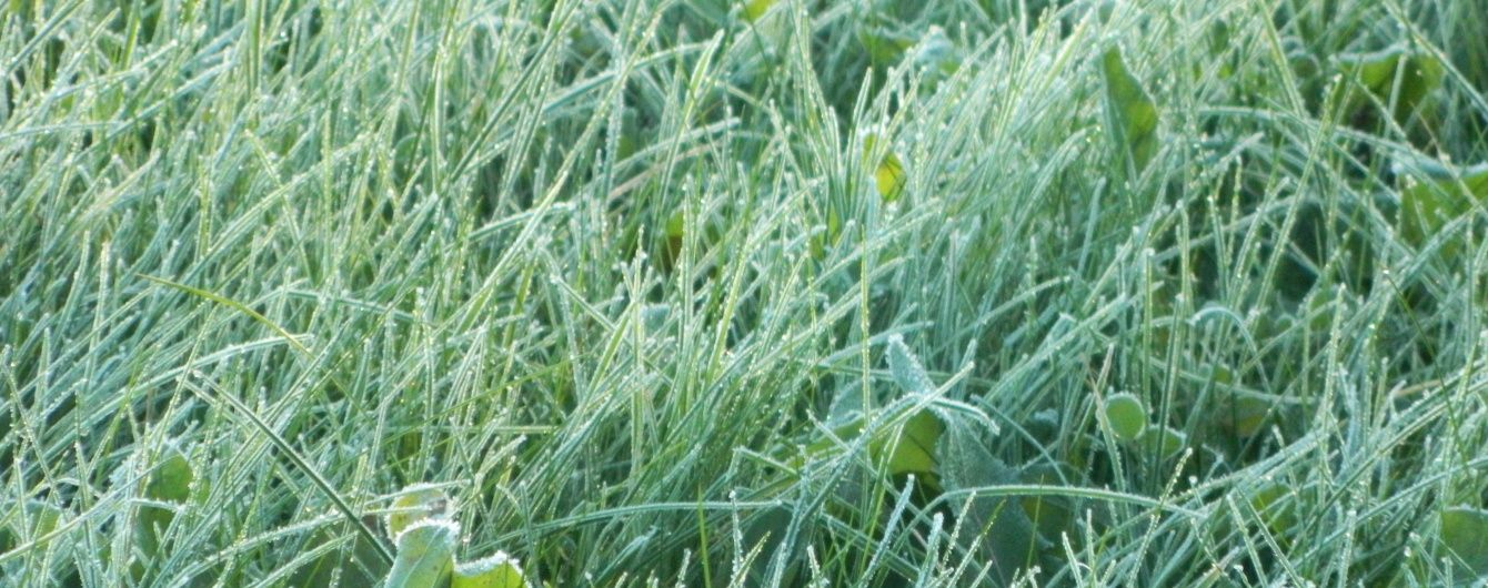 Україну накриють заморозки