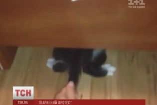 Зоозащитники штурмовали Минобразования с требованием отчислить студентов-живодеров