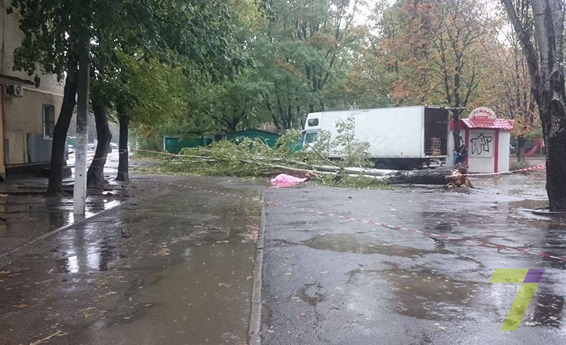Вбита деревом жінка в Одесі _3