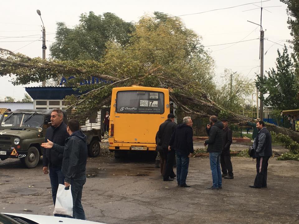 біляївка дерево