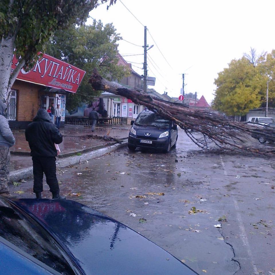 татарбунари дерево