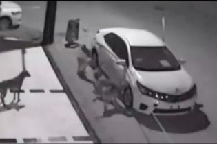 В Турции голодные псы пытались съесть автомобиль