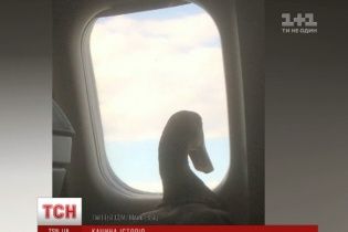 Качка в підгузках і капцях у літаку стала зіркою інтернету