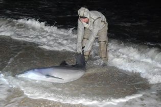 На Херсонщині врятували дельфіна, якого викинуло на берег