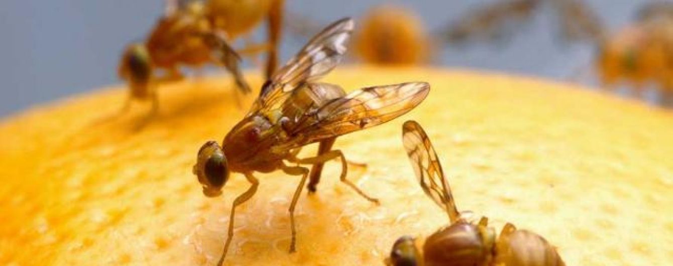 Турки везли на столи українців заражені небезпечною мухою мандарини