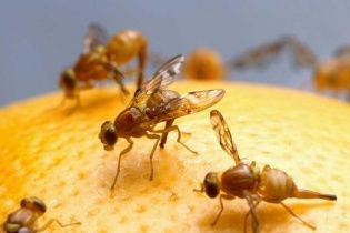 Турки везли на столи українців заражені небезпечною мухою мандарини