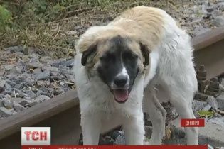 Українській Хатіко чекає на господара, який залишив його помирати на коліях