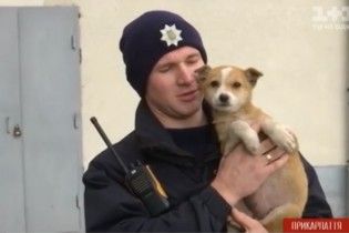 Розшукується господар. В Івано-Франківську патрульні врятували руденьке цуценя