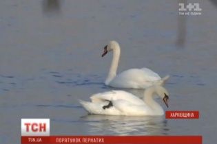 На Харківщині помирає родина червонокнижних лебедів