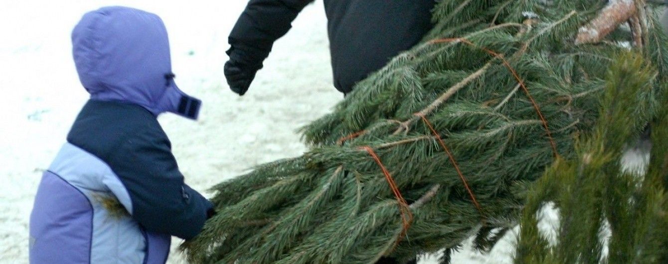 Перевірити законність вирубки новорічної ялинки можна онлайн