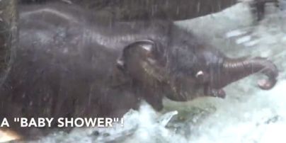 Пользователей Сети рассмешил счастливый слоненок, который на день рождения плескался в пруду
