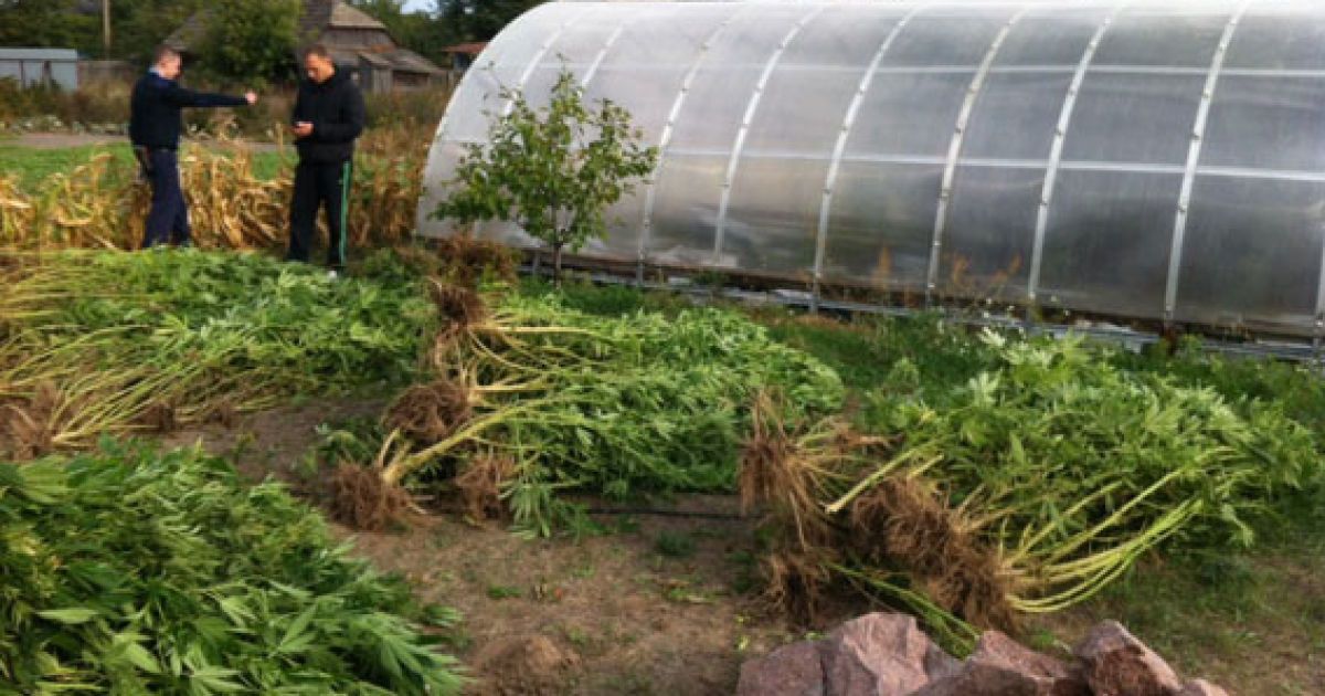 конопелька на чернігівщині_2 / © УМВД в Черниговской области