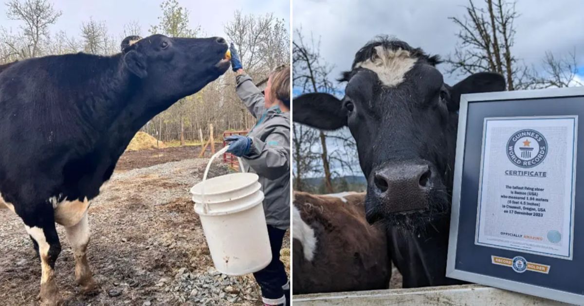 Найвищий бик у світі