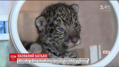 Сотрудник зверинца в Китае взялся ухаживать за двумя леопардами, от которых отказалась мать
