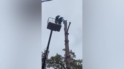 В Ирпене с верхушки дерева вырезали снаряд