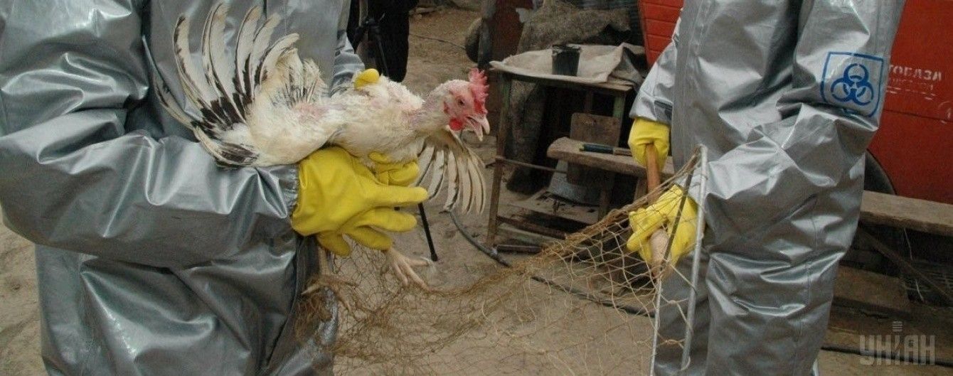 В Україні вперше за останні 8 років зафіксували пташиний грип