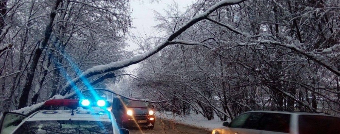 У Львові снігопад завалив дерево на дорогу
