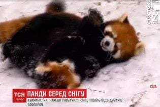 Панди в снігу. У США тваринки зустріли холод веселими іграми