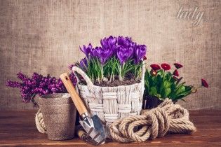 Чем подкармливать комнатные растения?