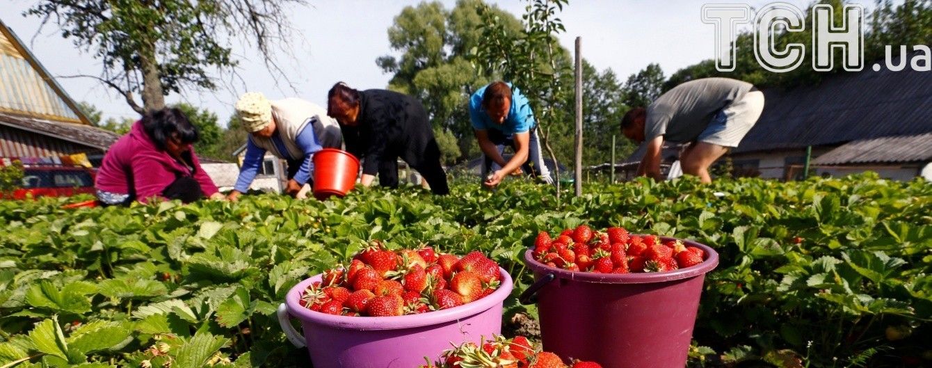 Втрата врожаю через заморозки загрожує різким стрибком цін на фрукти та ягоди в Україні