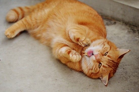 Обійматися з крокодилами корисно, а коти - це рідина. У США вручили шнобелівську премію