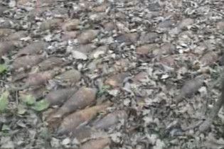 Грибники знайшли 238 мін (відео)