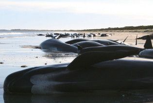 Шість китів в Австралії вчинили повторну спробу самогубства