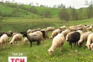 Американці рятуватимуть українських овець