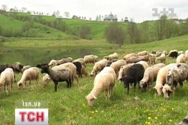 Мать замордовала сына
