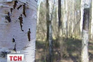 Як правильно збирати березовий сік