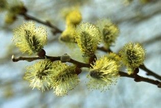 Православні святкують Вербну неділю