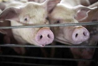 В Єгипті через грип виріжуть усіх свиней