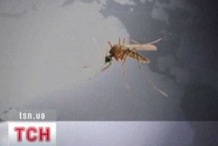Дощова погода спричинила комариний бум