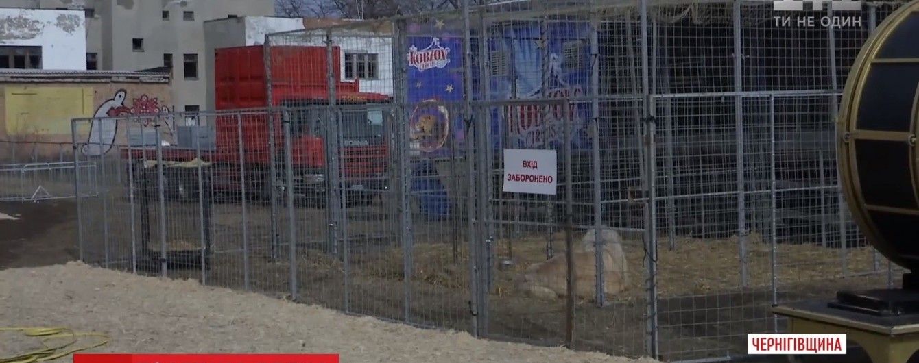 Охота на зверя: в Прилуках из передвижного цирка на огороды убежала львица