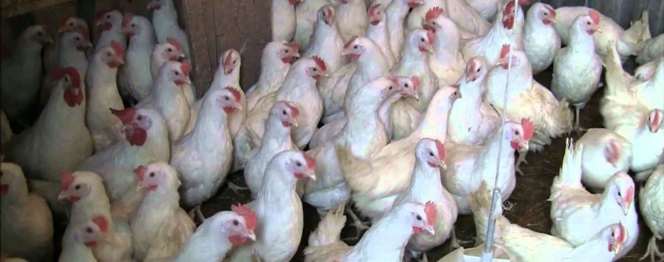 Ряд стран отказался от украинской курятины