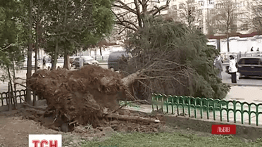 Три человека травмировались из-за урагана во Львове